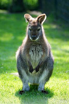 Aachener Zoo Aachener-Zoo-Kaengeruh-001